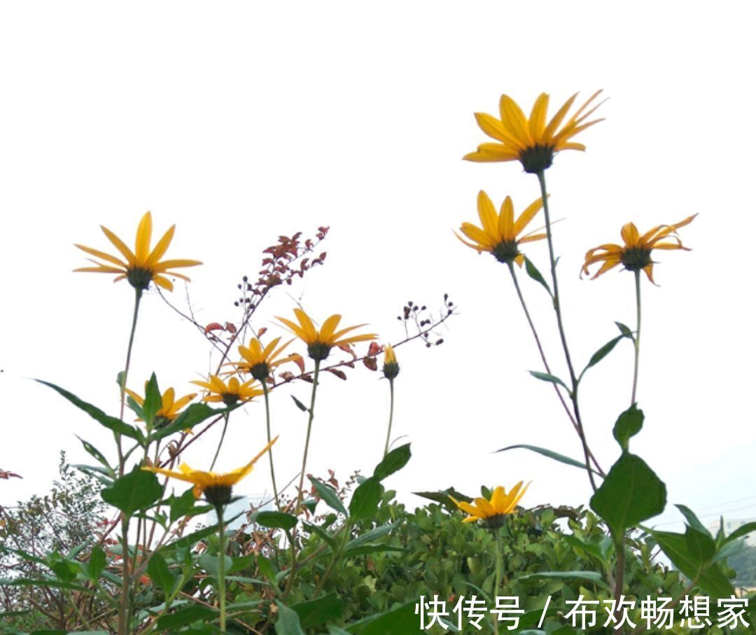 奇葩的入侵植物没人厌,开花是菊收获是姜,比姜不辣好吃百倍