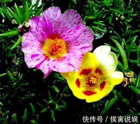 太阳花|这“3种”花爱开花,阳台养几盆,开成小花海,邻居看了羡慕不已