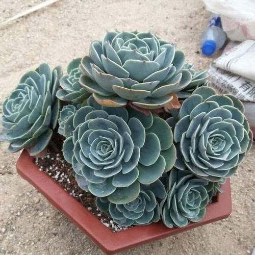 2款多肉很漂亮却经常被冷落，就是因为听说不好养，没养过得试试