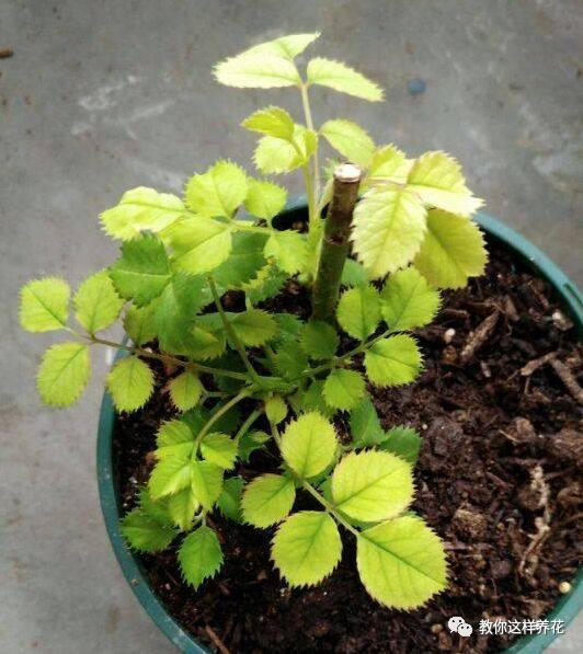 叶子|花草叶子发黄,10种原因最常见,第二种最常见!