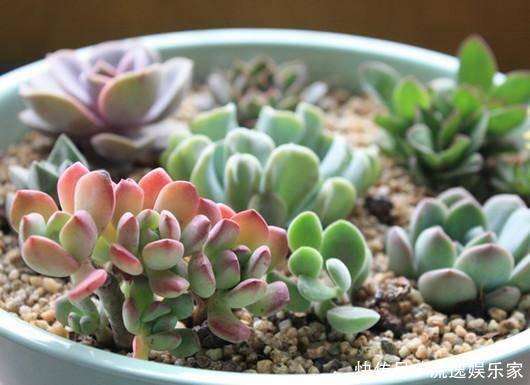 多肉植物|多肉好养却难养爆盆,掌握这几个“技巧”,养爆盆不困难