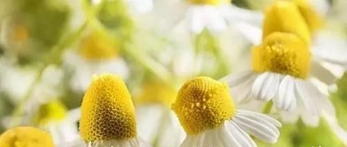 你不了解的,中药五味、五欲、五宜、五禁