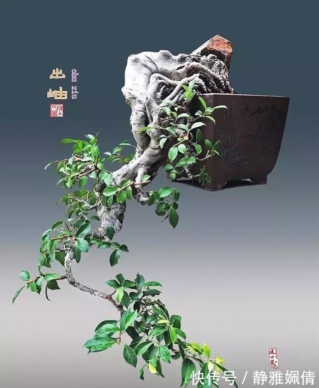 新貌|一组盆景作品欣赏，能达到法严、形美、意放、韵胜才是佳作