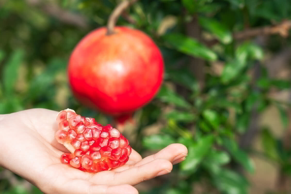 进入3月植树忙,有空地就种“4种树”,能看能吃,越大价值越高