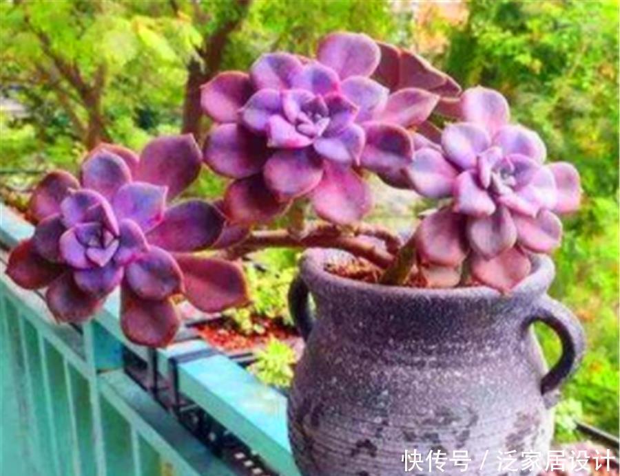 多肉|5种最漂亮的多肉老桩,色彩绚丽造型美,第5种号称“老桩之王”