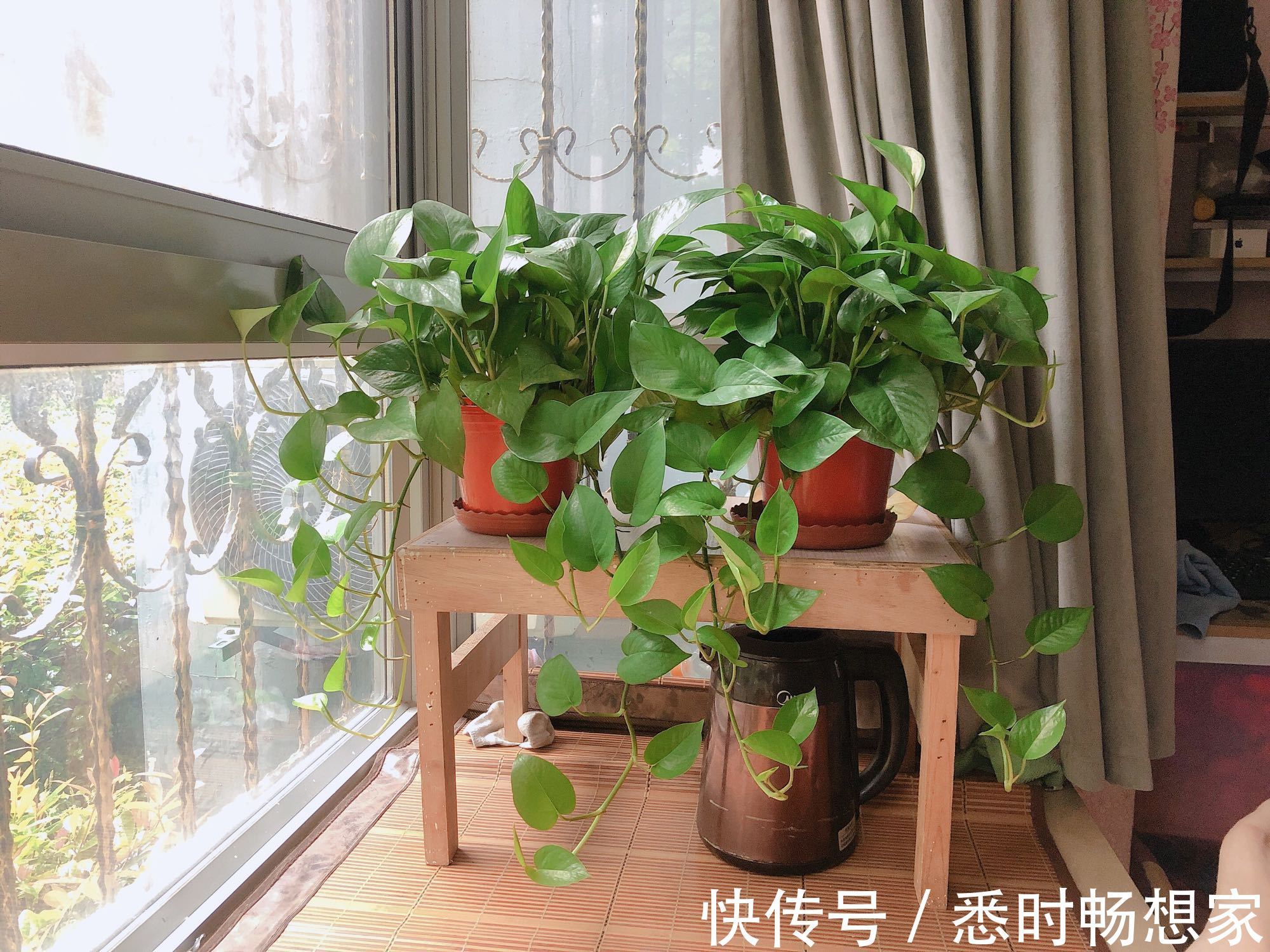 绿萝太密了该如何分盆脱盆分株和砍头扦插，长势旺叶片绿油油