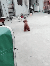 |搞笑GIF:闺蜜说她找到了男朋友,差点我就相信了