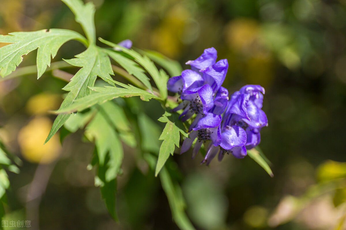 药酒|广州大伯喝自制“土方”药酒住进ICU，医生：乌头碱中毒！这几味中药需慎用