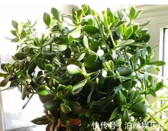 老花农|玉树不开花老花农教你这样养,叶片饱满圆润,绿油油的