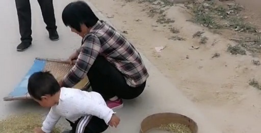 干活|“勤劳奶奶”带娃干农活火了,萌娃“尽情摇摆”的模样超起劲