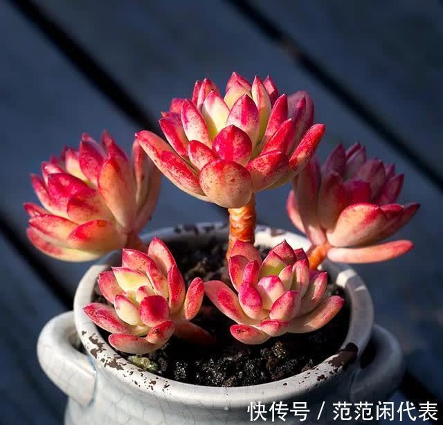 红稚莲|喜欢养多肉?推荐20种适合夏季入手的多肉植物