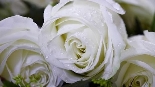 加仑盆|总有人抱怨,养不好盆栽的月季,做好6点,养好月季盆栽也很轻松