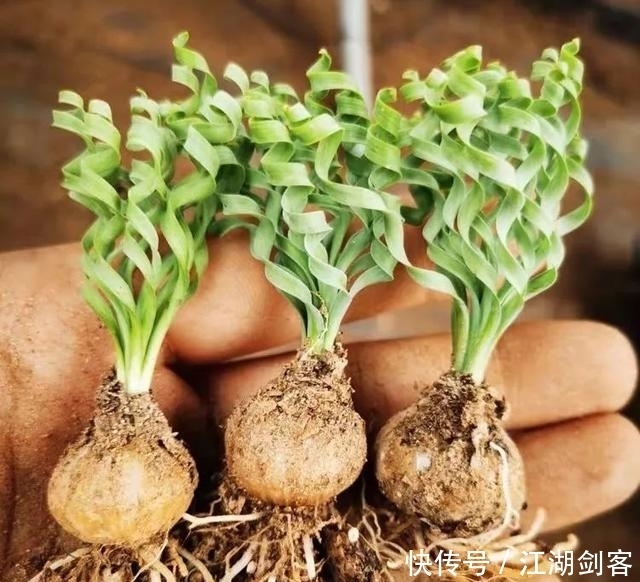 家里养几盆弹簧草,叶子卷曲似弹簧,清新雅致、个性十足