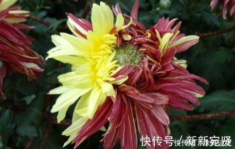 艾里斯|4种花沾土就活,开花又大又艳,比牡丹美,比绿萝好养