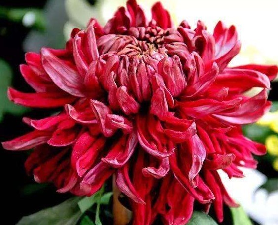 一种花，人称“墨牡丹”，比菊花好养，花开富贵似牡丹，一开90天