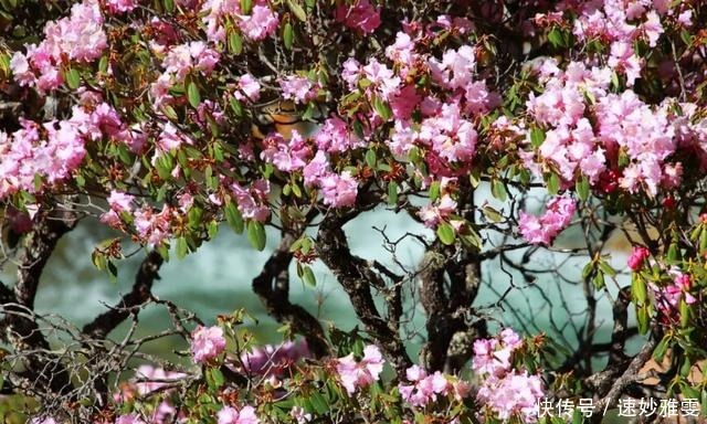 川西3日游｜赏雪山花海、瞰红石奇观、泡天然温泉…一路风光美绝