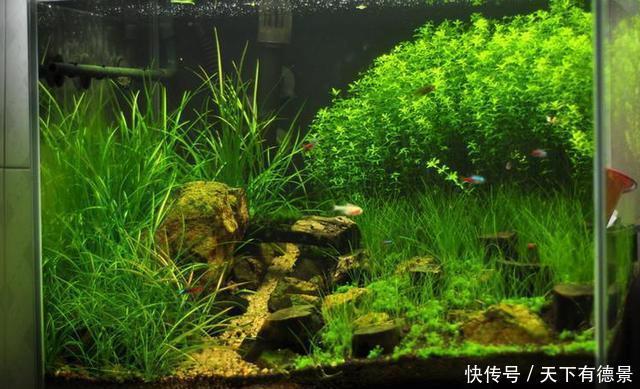 鱼缸里的水草怎么固定 鱼缸里的水草怎么固定