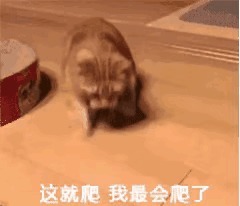 |搞笑图集：我一去蹲厕所我家猫就这样看着我怎么办。