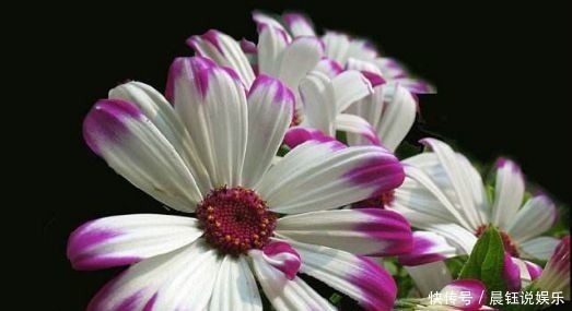 4种花号称开花劳模,花期全年,好看又好养,很值得拥有,美极了