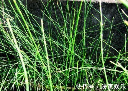 节草|农村这种“野草”随处可见,100斤竟能卖到2000块!
