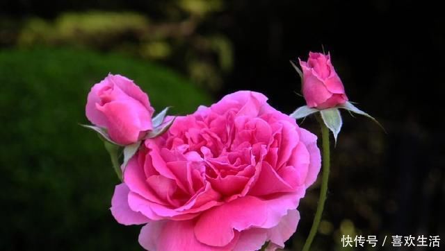 养好月季花最重要的两点,掌握好后,花大色艳邻居羡慕极了