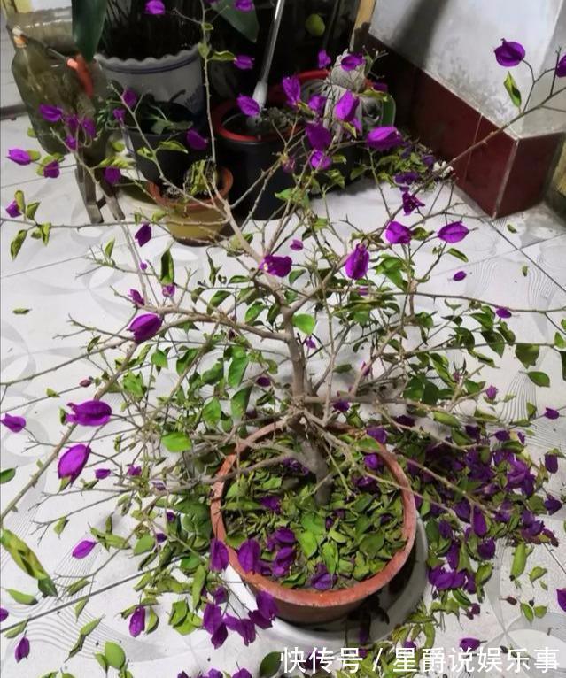 7种大盆栽，冬天正“虚弱”，赶紧断水，多浇一杯水，灌死一大片