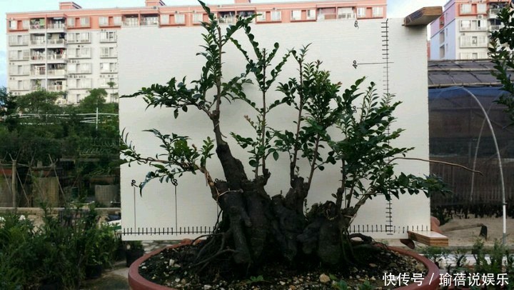 养护黑骨茶盆景,注意5个事项,不黄叶卷叶,枝繁叶茂好造型