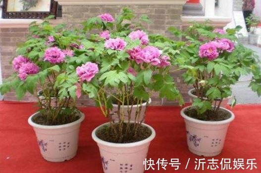 养花乐趣之一就是造型，矮化花卉保证优美造型，几年养出盆景