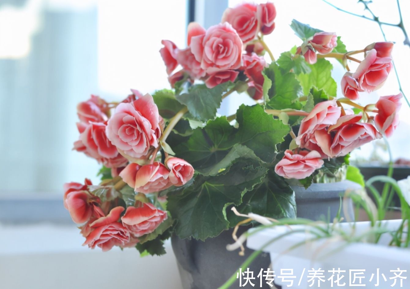 浇水|丽格海棠价格便宜又漂亮，养它记住“4不能”，持续开花到夏季