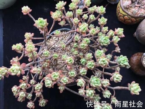 养多肉3年顺风顺水,多亏选了这6种大普货,现在全是大老桩