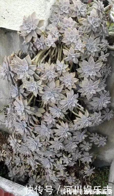 路上遇这“三种花”马上挖回家,遇水易疯长,古代大户人家最爱养