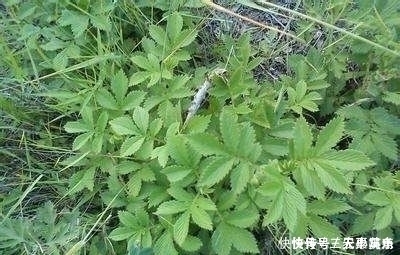 药用价值|乡下一种植物,人称“地仙草”,药用价值很高,遇到尽量别采挖
