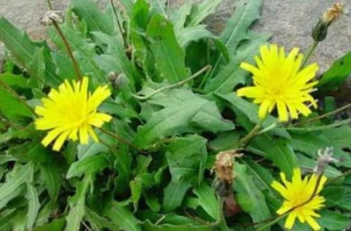 蒲公英和“它”是好搭档,每天1杯,抚平皱纹,子宫更健康!