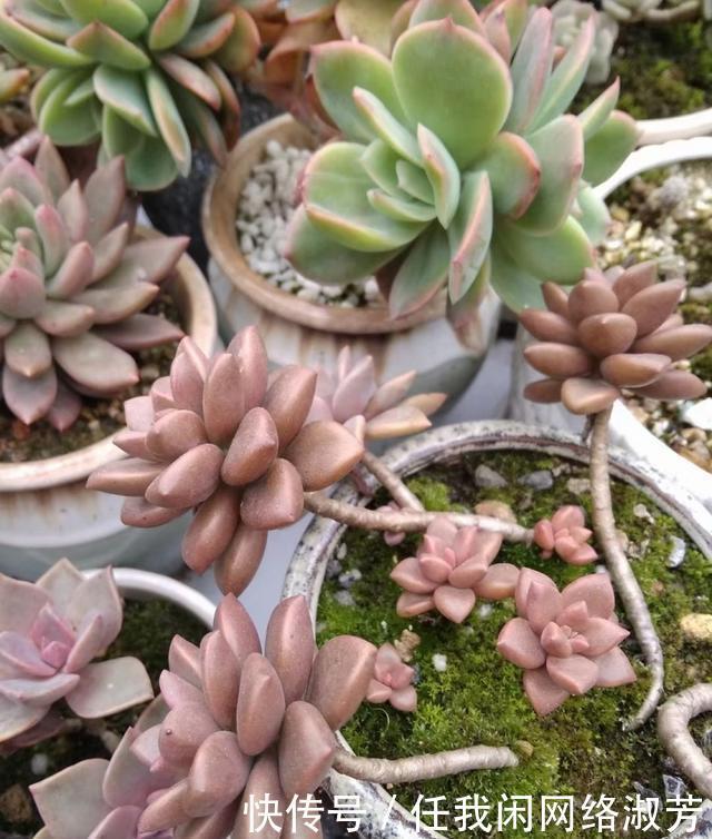 养多肉,不讲究,风风雨雨,依然安好