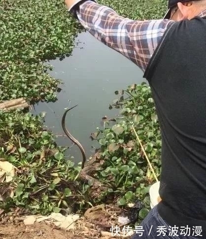 高手在民间，最新双铅通线单钩法，喜欢野钓别错过