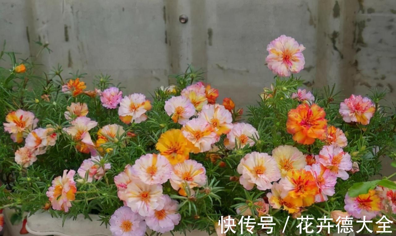 小吊兰|9一10月，别忘记“扦插”这些花，“温度”适宜利于生根