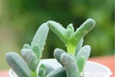 多肉怎么养才能颜色亮丽,达到胖乎乎萌萌哒的水准呢!