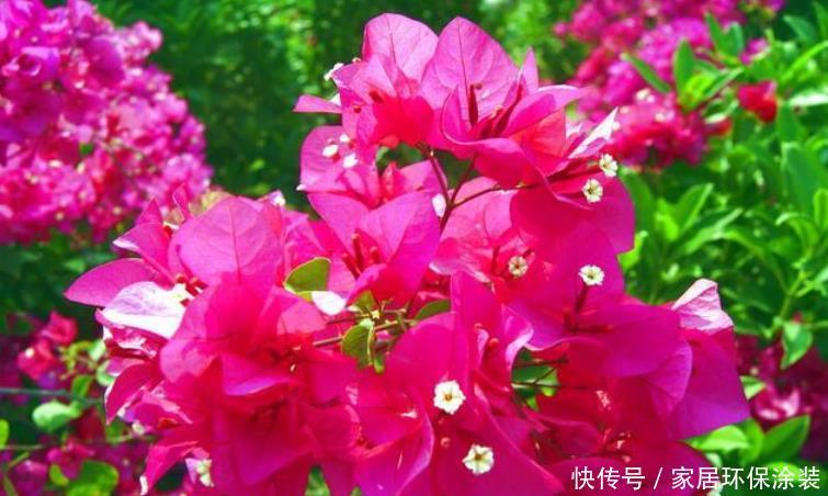 谁见了都喜欢的“4种花”,开花大又香,开出一片花海