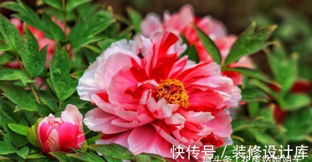 4款秋天栽培的花卉，大家都了解吗？秋天到了，赶紧在家里养几盆