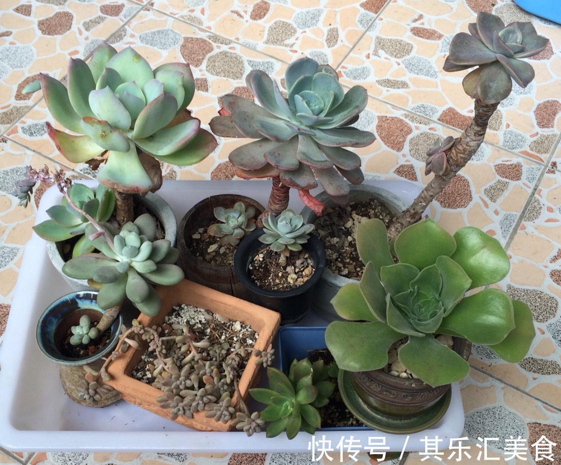 多肉植物秋丽总掉叶？没照顾好这3方面，难怪盆栽颜值不高