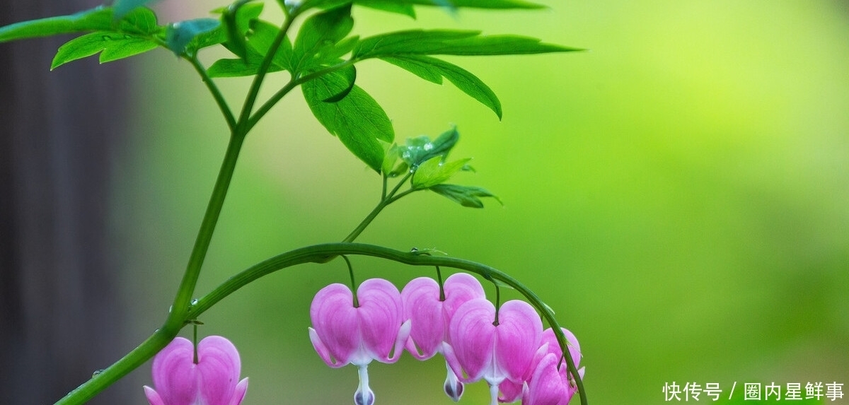 花草|5种花草栽进院子里，帮你打造出四季有花赏，时时有花香的小花园