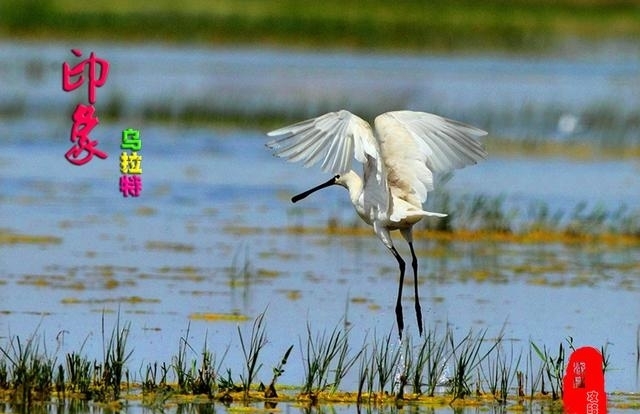 佘太翠|乌梁素海、乌拉山、小佘太秦长城、黄河系列（乌拉特前旗篇）