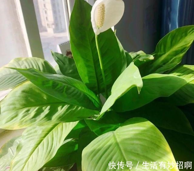 10种花,春天不能晒,躲屋里最安全!10种花,春天不能晒,躲屋里最安全!