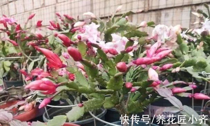 养分|如果蟹爪兰满头花苞,“6怕”要记住,让它开花爆盆,否则会落蕾