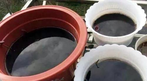 嫌弃鸡鸭粪便臭?不如就用它来养花,无异味,肥效温和又持久