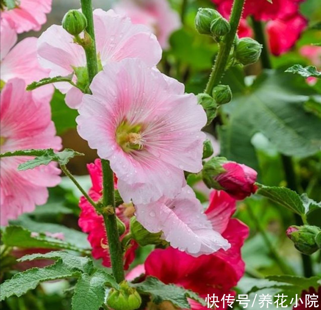 休眠|夏天5种花不休眠，天气越热，越能开花