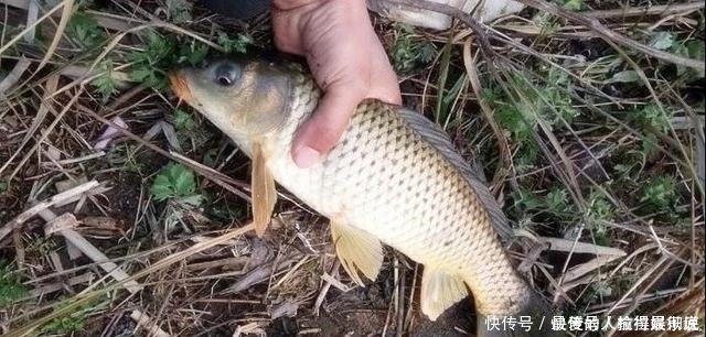 野钓|十年野钓经验后才发现一旦进入了夏季,这四种鲤鱼最感兴趣