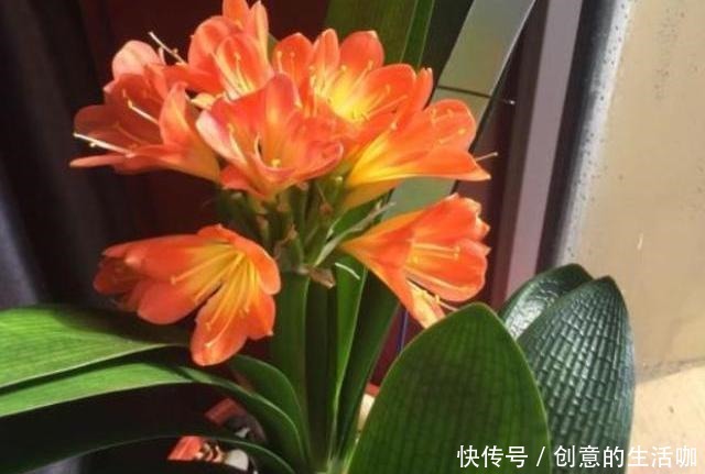 家庭养君子兰，放在哪里好根据“季节”选位置，叶子油亮花满盆！