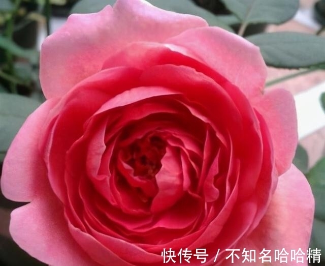 月季|被淘汰掉的藤本月季，听起来很经典，实际是鸡肋