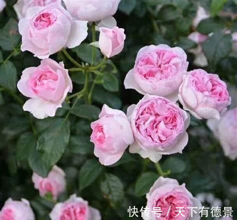 清新|养花试试这几款,温和清新的花卉,带着淡淡的花香,开花不断